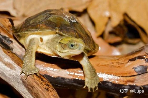 按价格排序常见观赏龟类推荐（半水龟篇） - 知乎