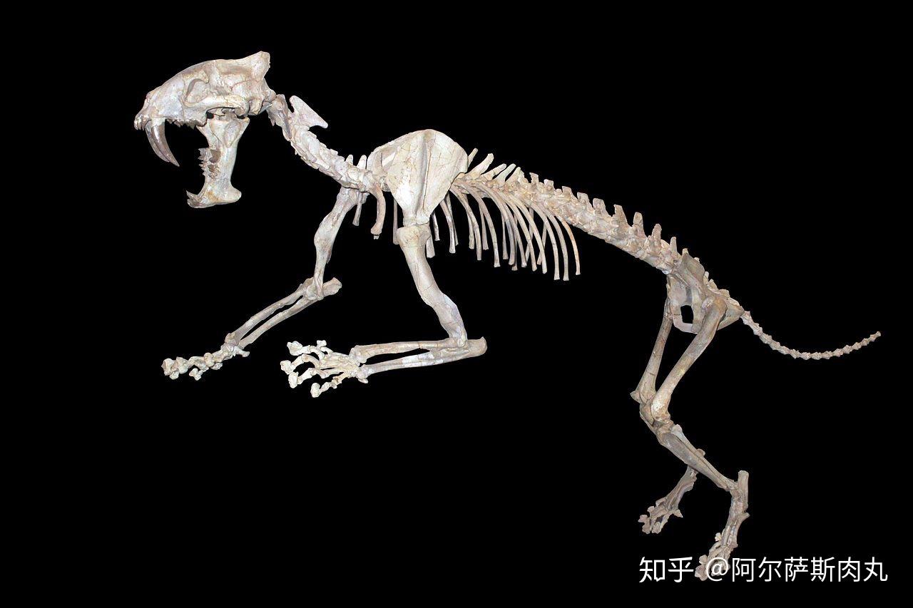 野猪（动画）骨骼 猪模型-哺乳模型库-FBX(.fbx)模型下载-cg模型网
