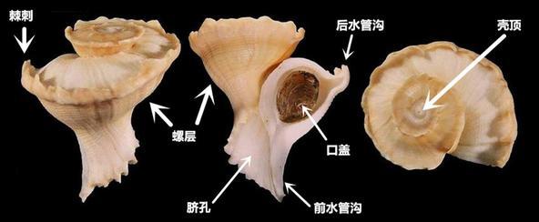 浪海拾贝玛娃花仙螺