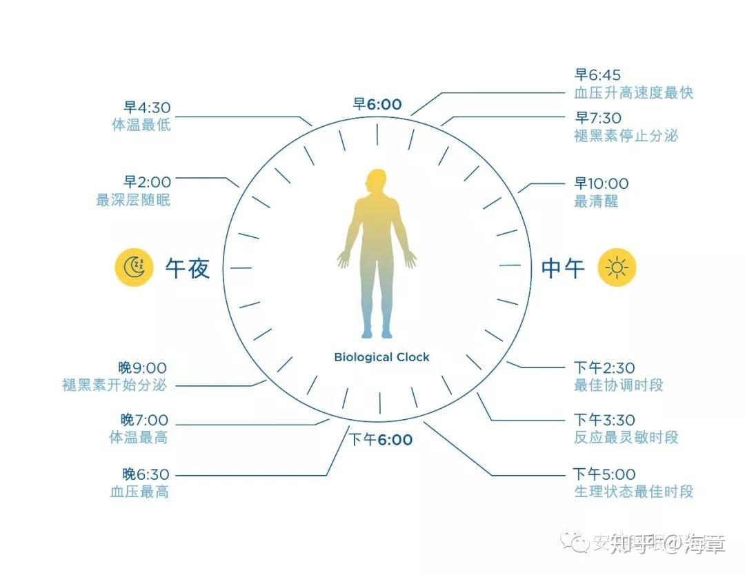 生物钟与昼夜节律:我们体内的大管家(整理) - 知乎