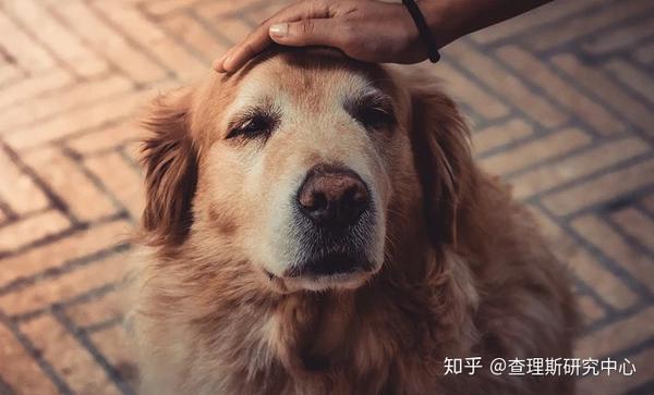 宠医大咖说 关于犬猫白内障 你想知道的都在这儿了 知乎