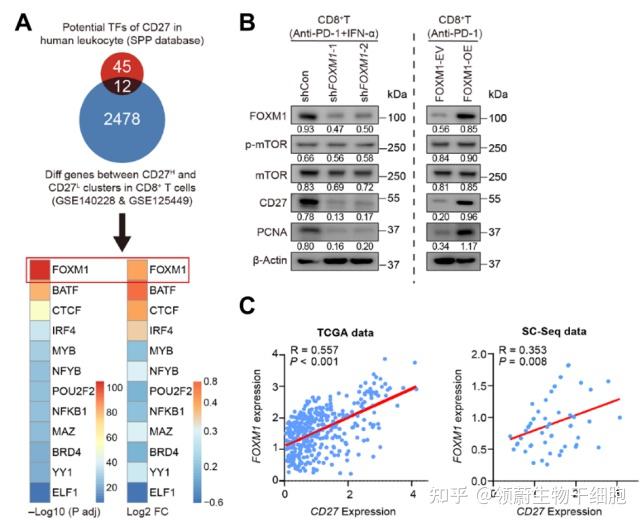 ifn-α pd-1阻断联合治疗活化mtor-foxm1信号通路深入研究发现ifn-α