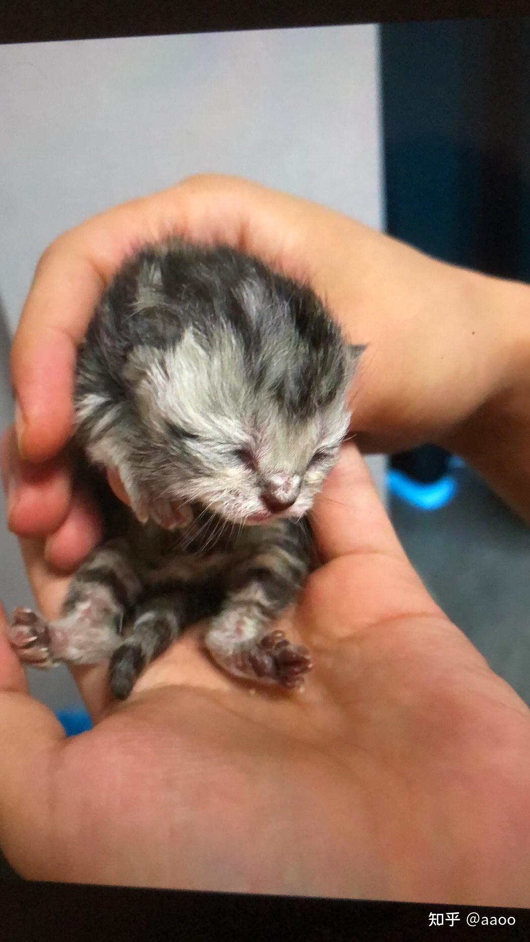 英短三花和蓝猫生出的这是什么猫