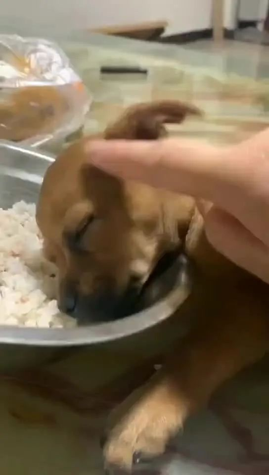 狗狗电力不足 小奶狗吃饭犯困 一头栽进饭盆大睡 还没喝就醉了 知乎 狗狗电力不足 小奶狗吃饭犯困 一头栽进饭盆大睡 还没喝就醉了 知乎