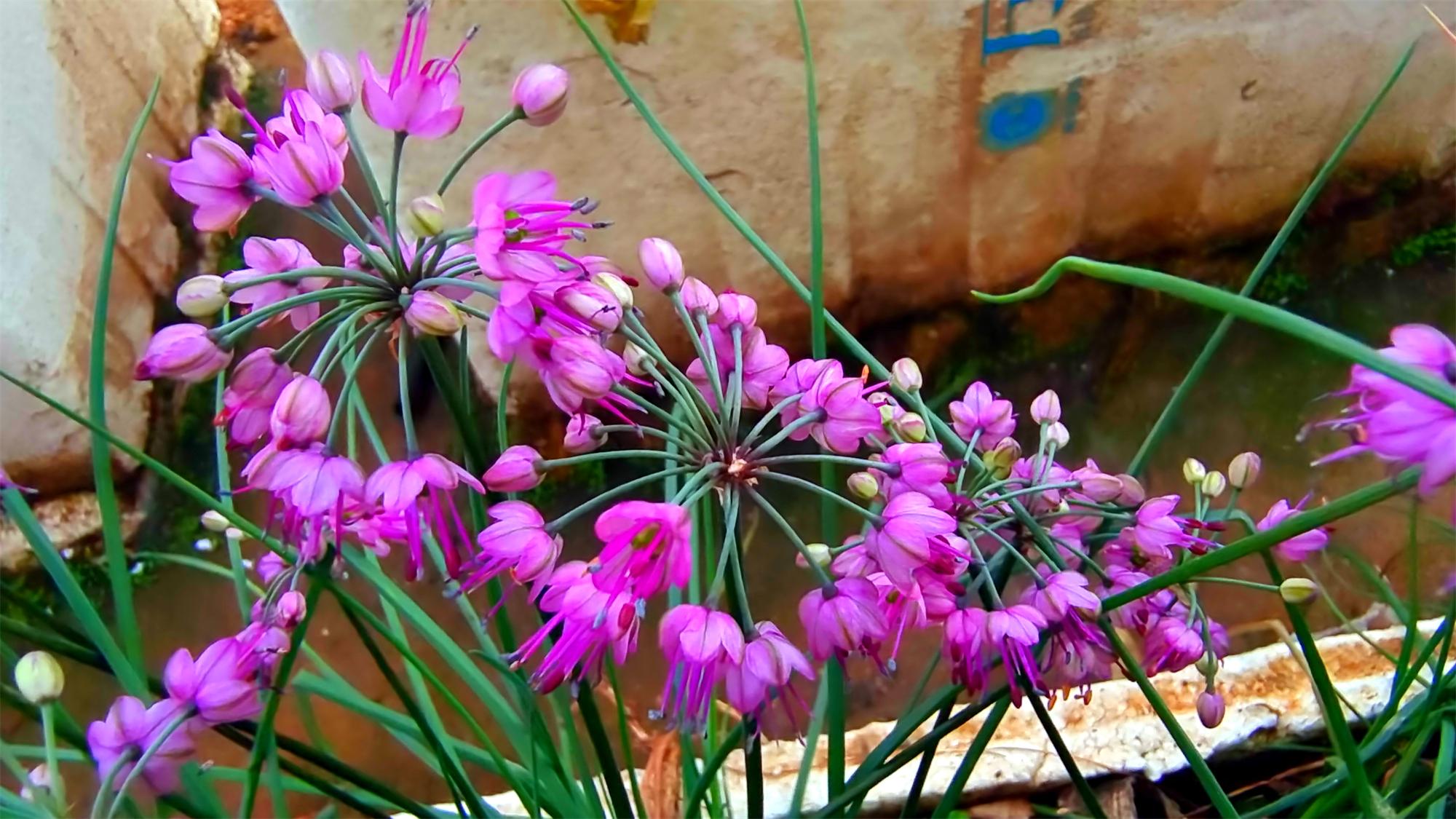 美丽吉安之赏花系列:初冬时节 藠头花开