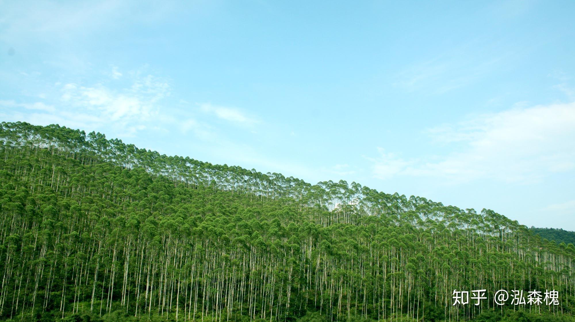杨树市场价的