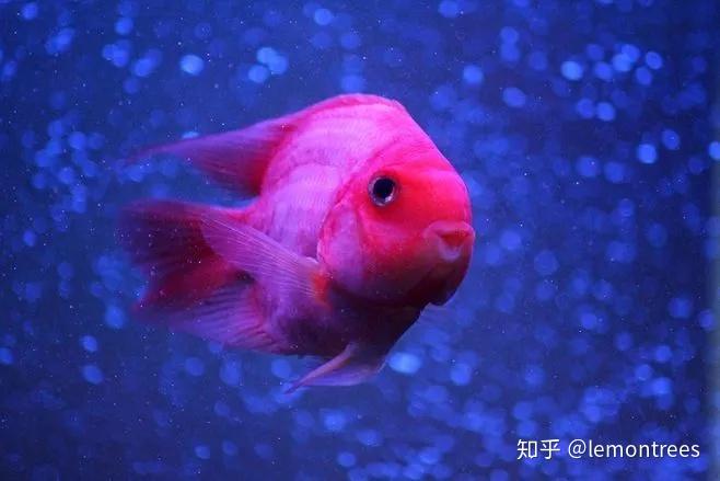 熊猫唱古文练就一身本领会织睡衣的鹦鹉鱼孩子们可喜欢了