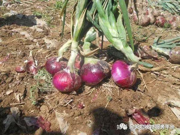 洋葱先期抽薹分球啥原因