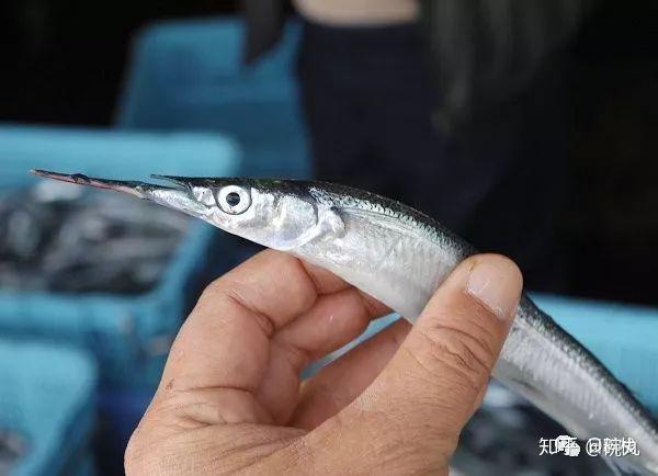 水针鱼 记一位腹黑而貌美的体操运动员 知乎