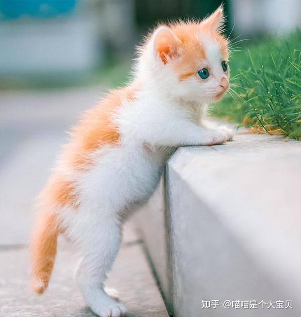 母猫“咬死”自己的幼崽，是因为它狠心，还是别有原因？ - 知乎