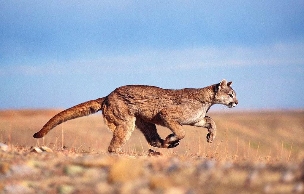 a puma