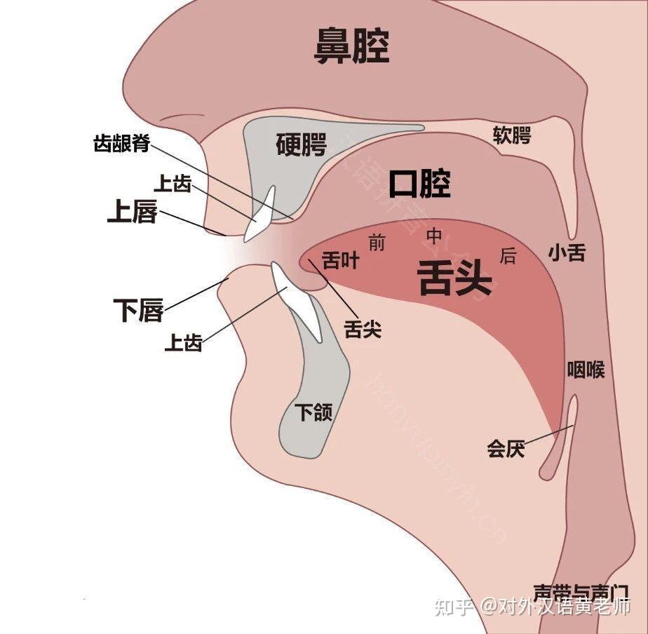 辅音的主要特点是发音时气流在口腔中要分别受到各种阻碍,因此可以说
