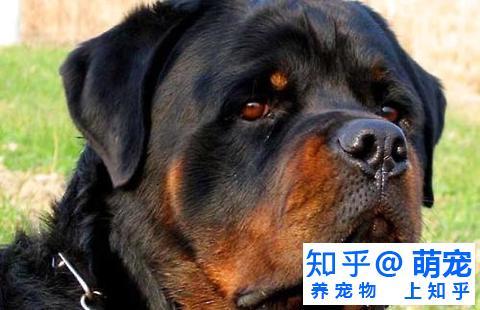 羅威納犬能長多大羅威納犬體型