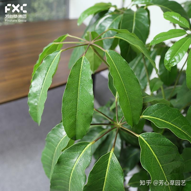 怀旧文艺风——大叶伞应该怎么养呢? - 知乎