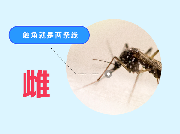 深度剖析蚊子微结构 | 肉眼如何分辨蚊子公母? - 知乎