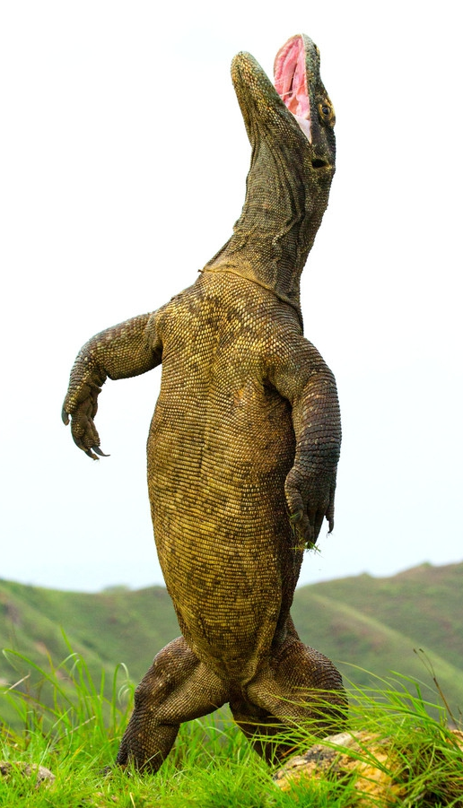 九印尼科莫多巨蜥直立行走