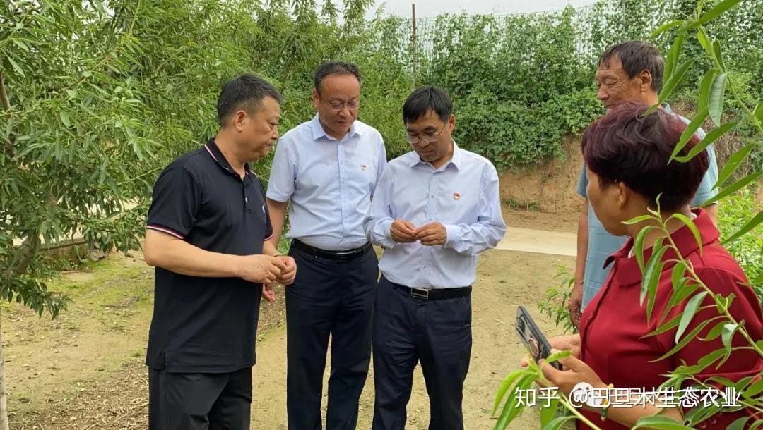 三门峡湖滨区委书记亢哲楠到河南巴旦木生态农业种植基地参观视察