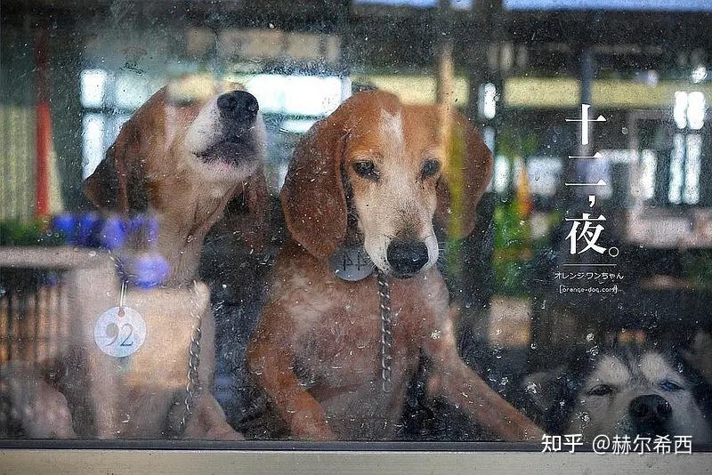 纪录片十二夜希望和死亡世界的一个缩影