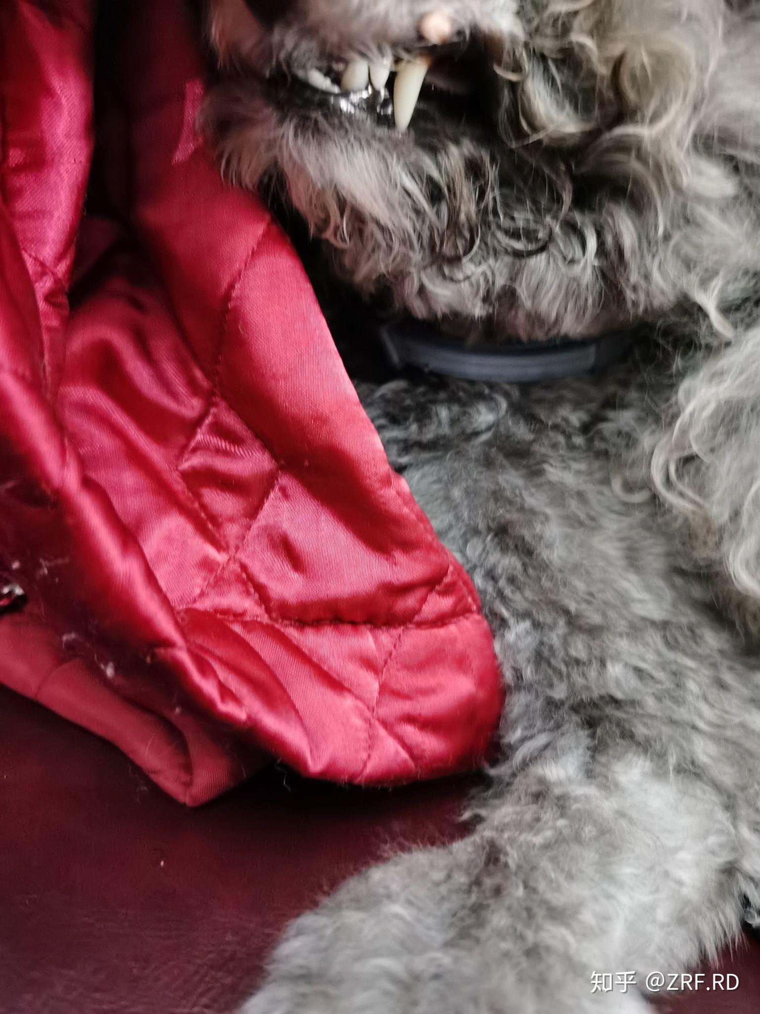 狗狗身上长了小疙瘩