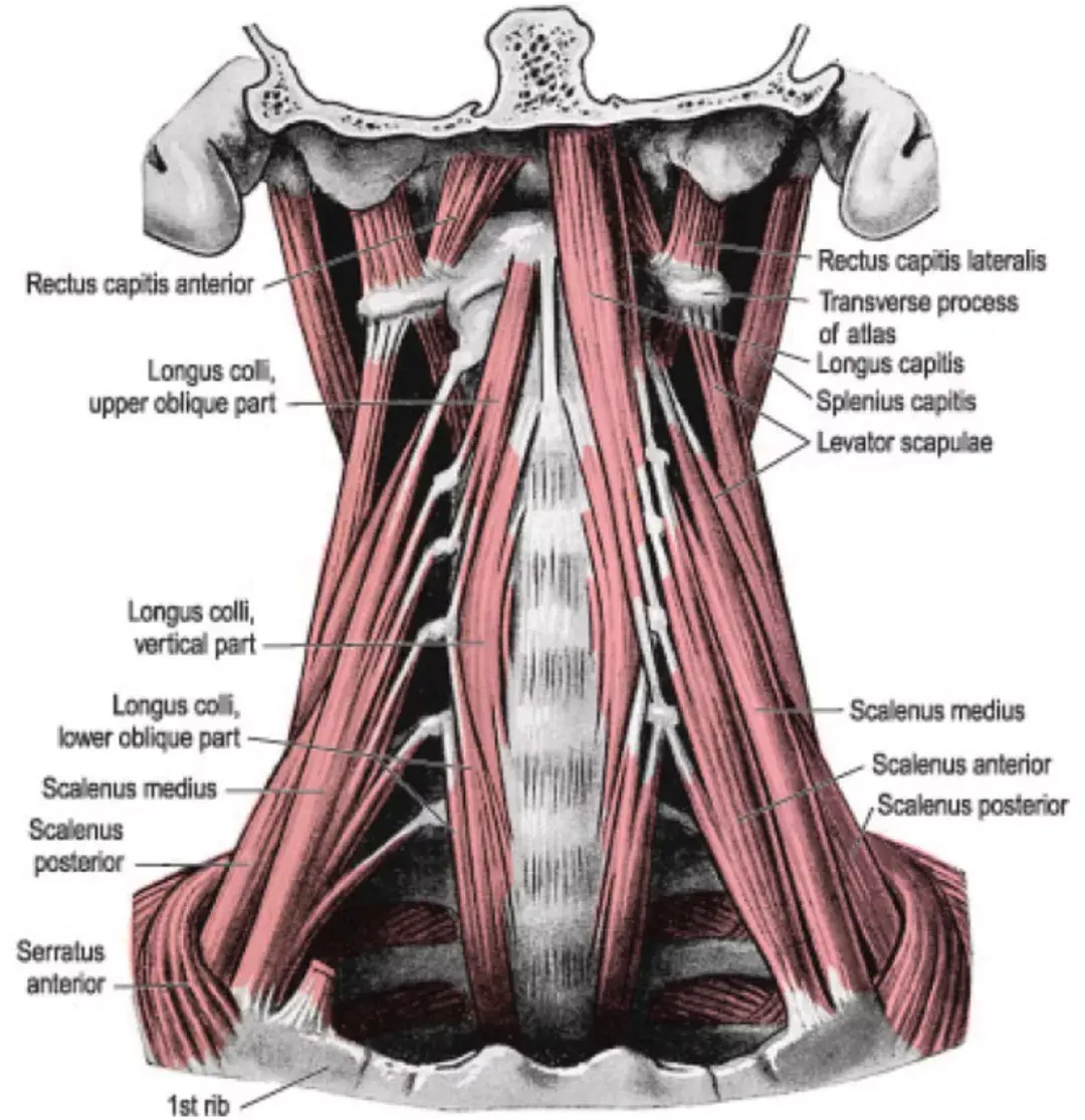 颈椎两侧肌肉图片