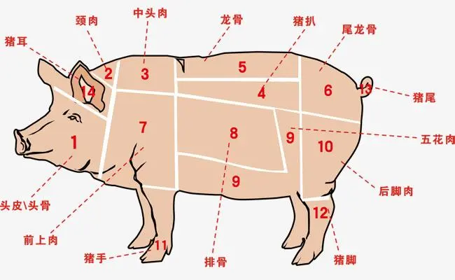 猪的哪个部位煲汤最好？猪煲汤家常做法大全！ - 知乎