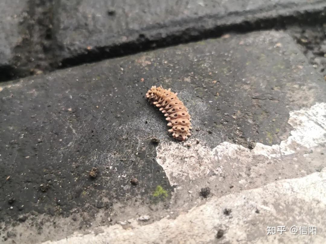 信阳市胜利南路树上出现大量毛辣子密密麻麻好恶心