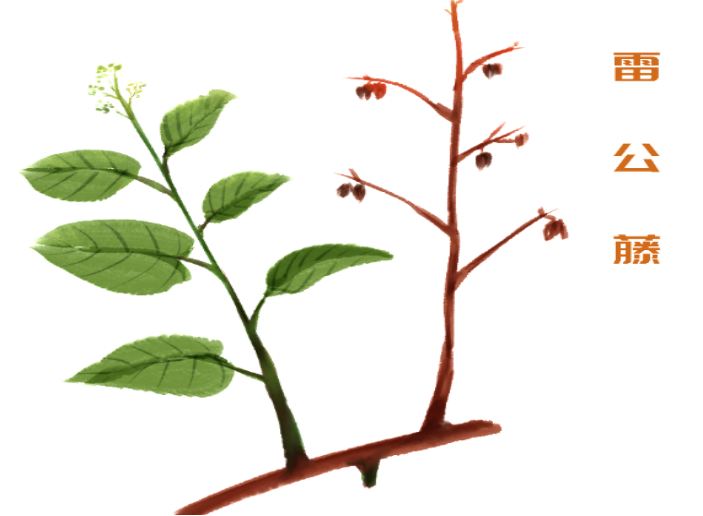 以毒攻毒断肠草雷公藤能当男性避孕药还能精准打击癌细胞