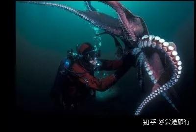 准确预言本届世界杯赛果的章鱼哥居然被煮了 章鱼料理了解一下 知乎