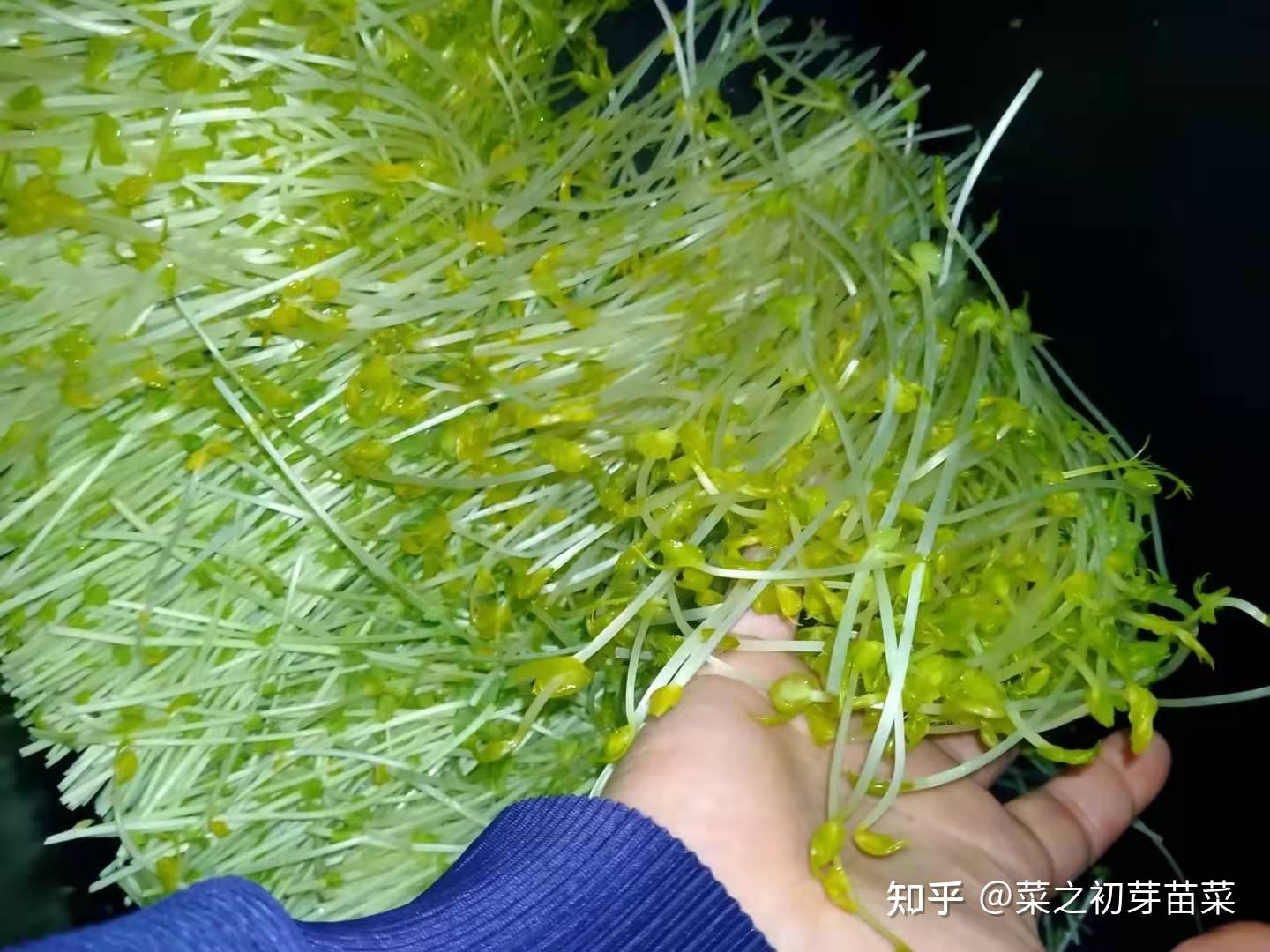 好吃的松柳芽的做法