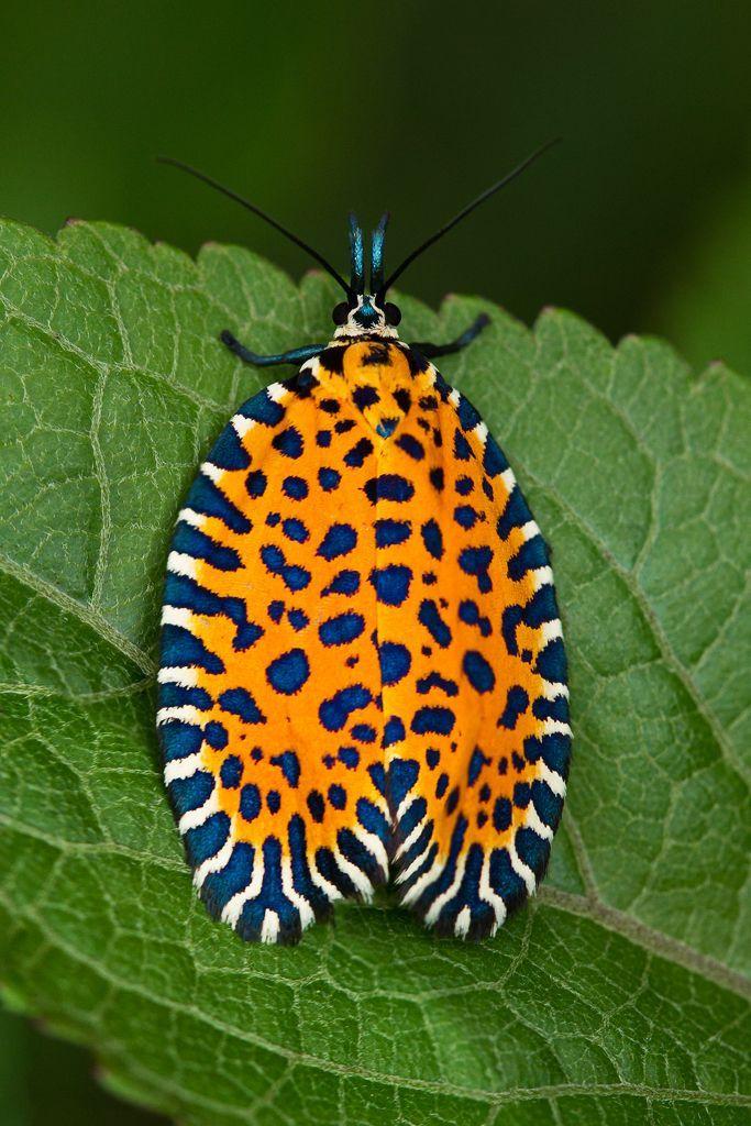 有哪些长的很好看的虫子