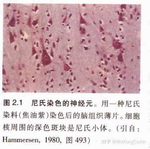 一种由德国神经科学家franz nissl 发明的染色方法