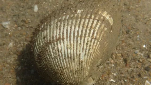 这个夏天,赶海去!(二)滩涂(中)——挖(作者:潮间带生物句号) - 知乎