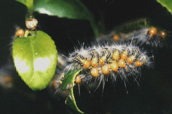 茶园害虫面面观 茶毛虫 知乎