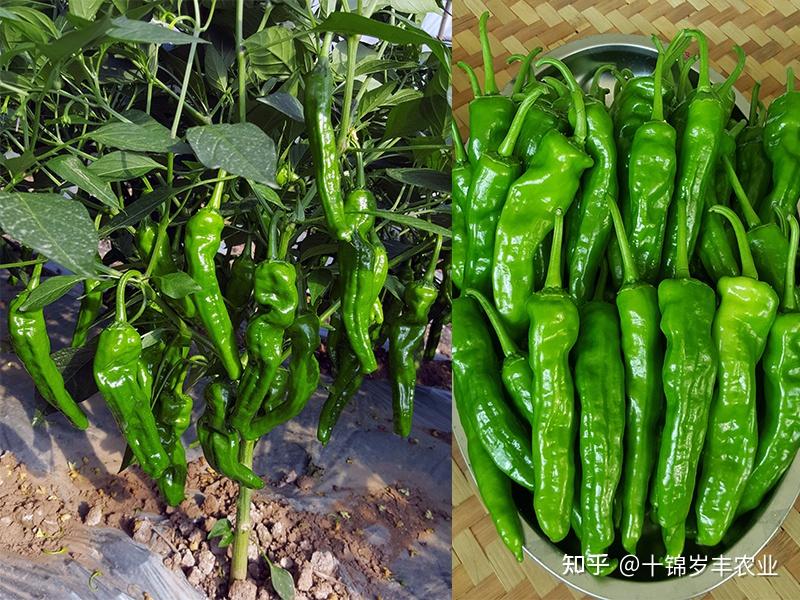 辣椒种植过程中如何正确浇水和施肥？ - 知乎