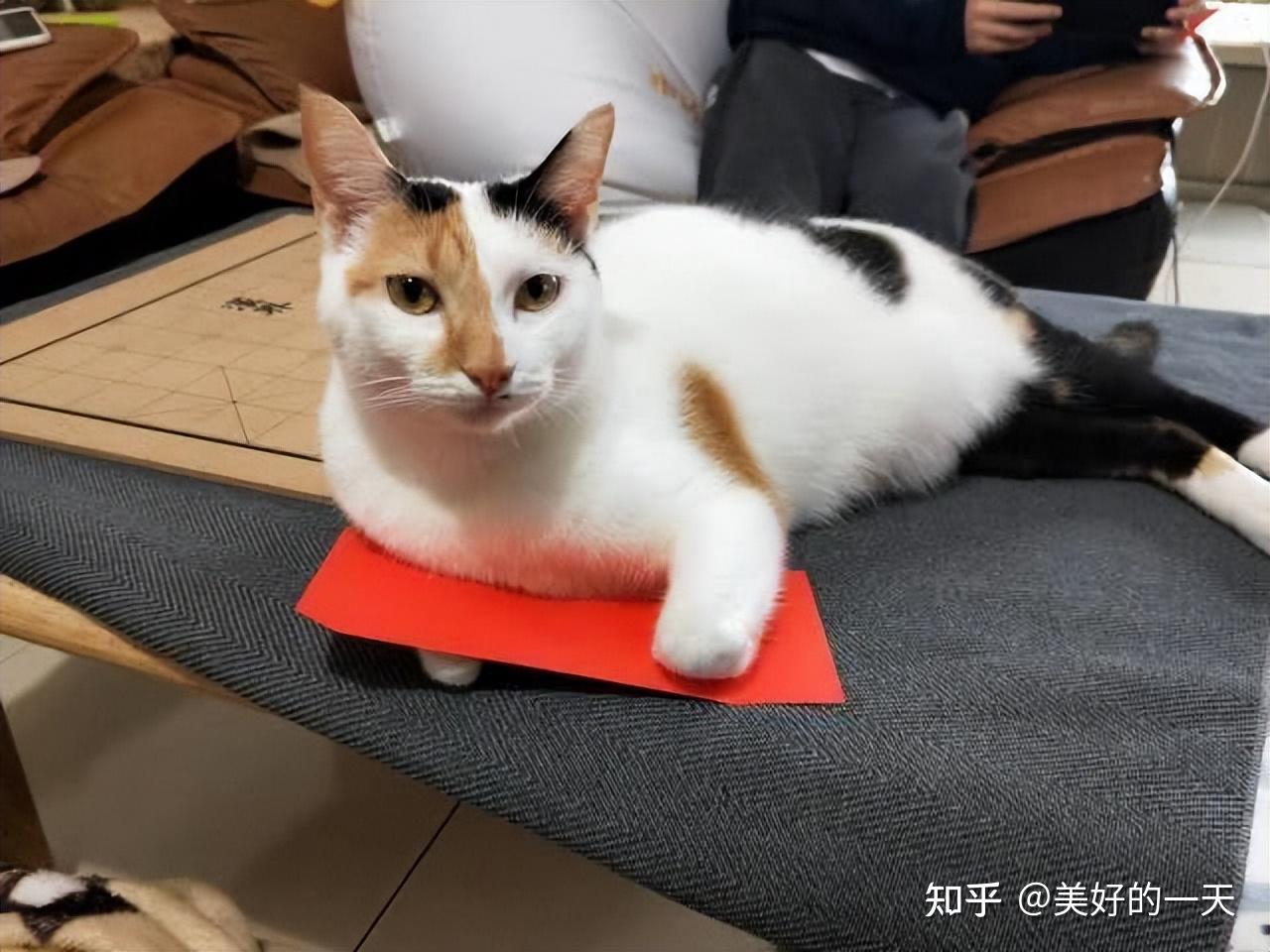 养猫，就选田园“三花猫”，好处太多了！ - 知乎