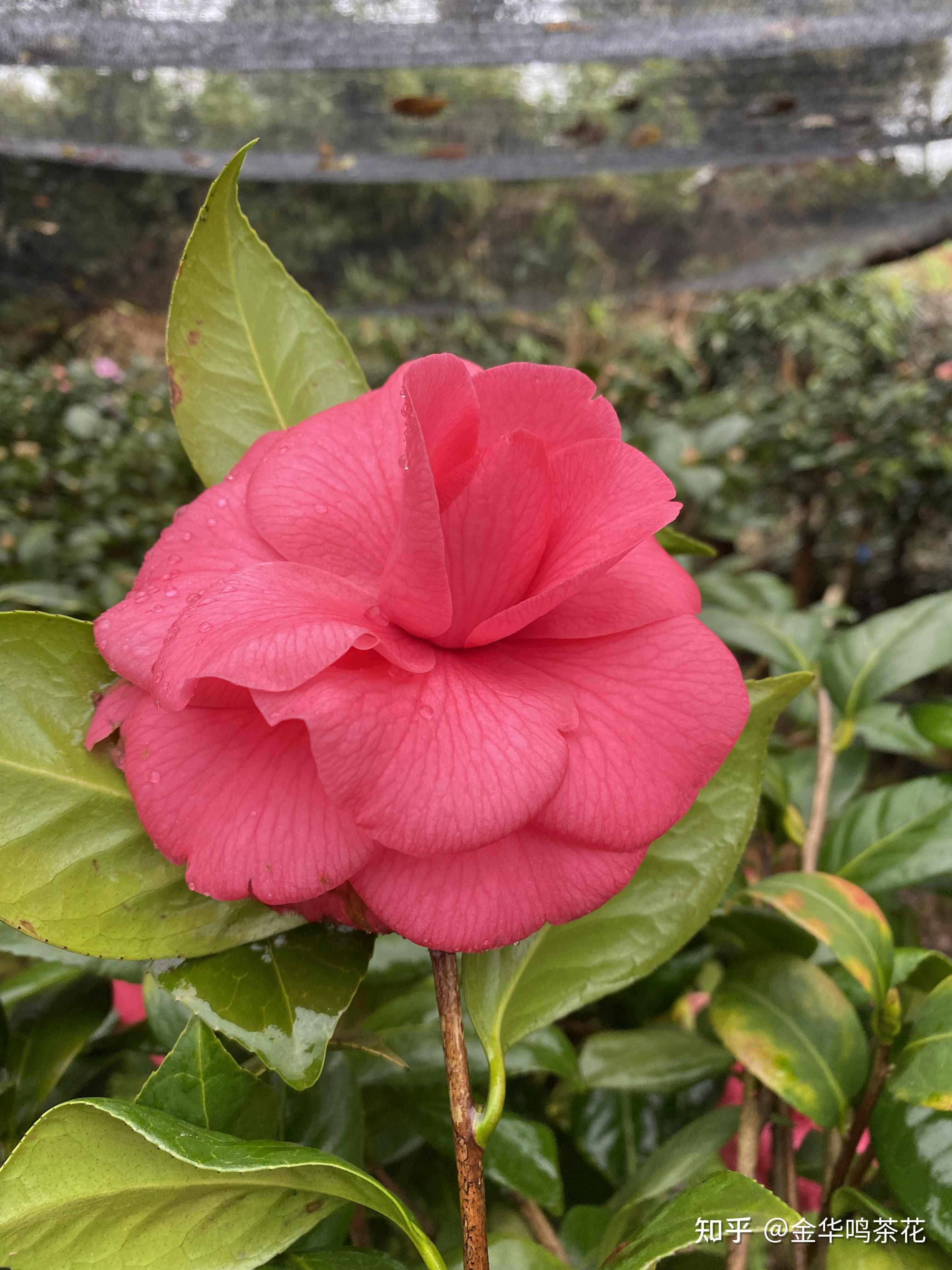 花仙子茶花 