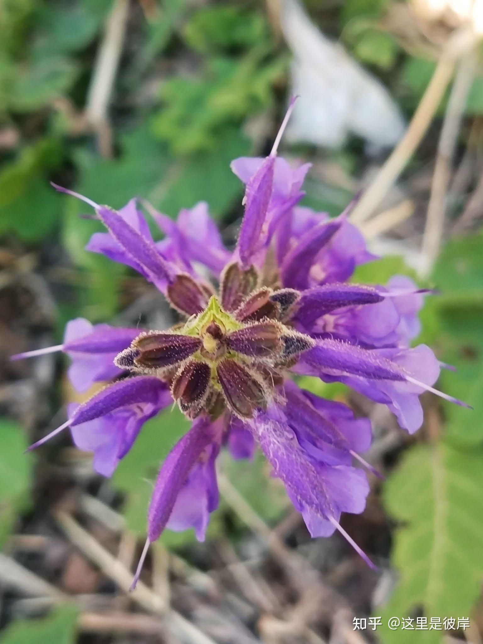 有针的花中精灵｜丹参花 - 知乎