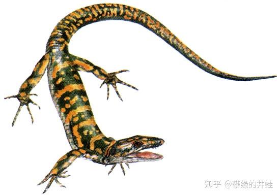 只有一個下顳顬孔的動物構成了羊膜類的另一大分支:合弓綱(synapsid)