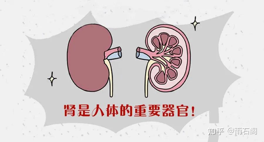 补肾有方法 强身抗衰老 - 知乎