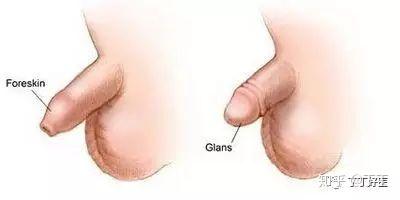 翻皮是什么部位 v2-d902518c70459d6951d1cf6ea5a5bfcd_b.jpg