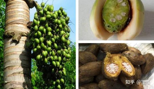 关于arcofuel氢溴酸槟榔碱在运动补剂中的作用与效果