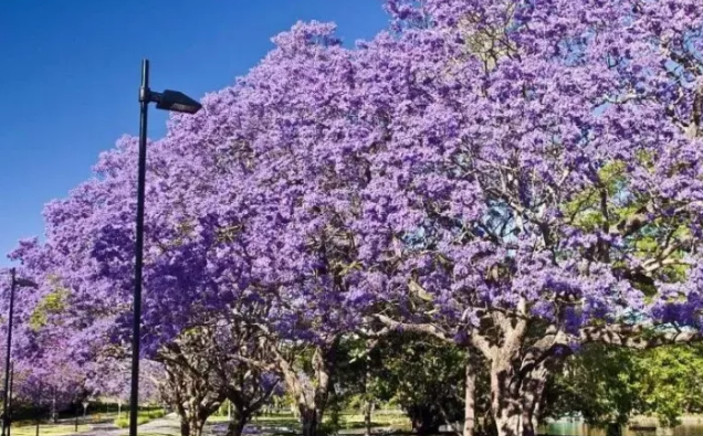 开花乔木成为18年大热门哪些树种更受欢迎 知乎