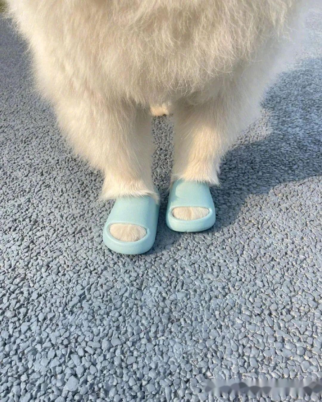 主人给家里的狗子置办了一双拖鞋没想到狗勾穿上以后