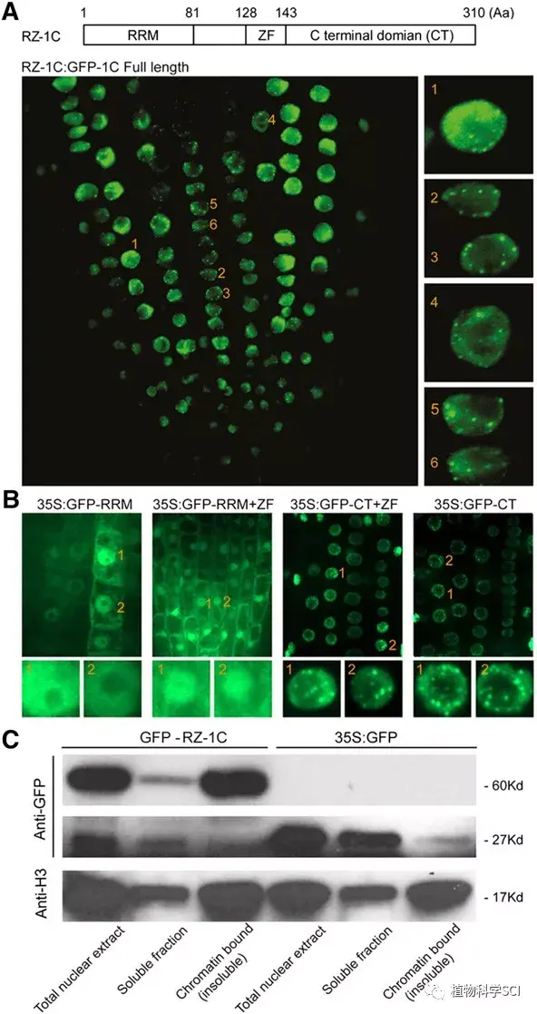 rz-1c localizes to nuclear speckles and binds to chromatin