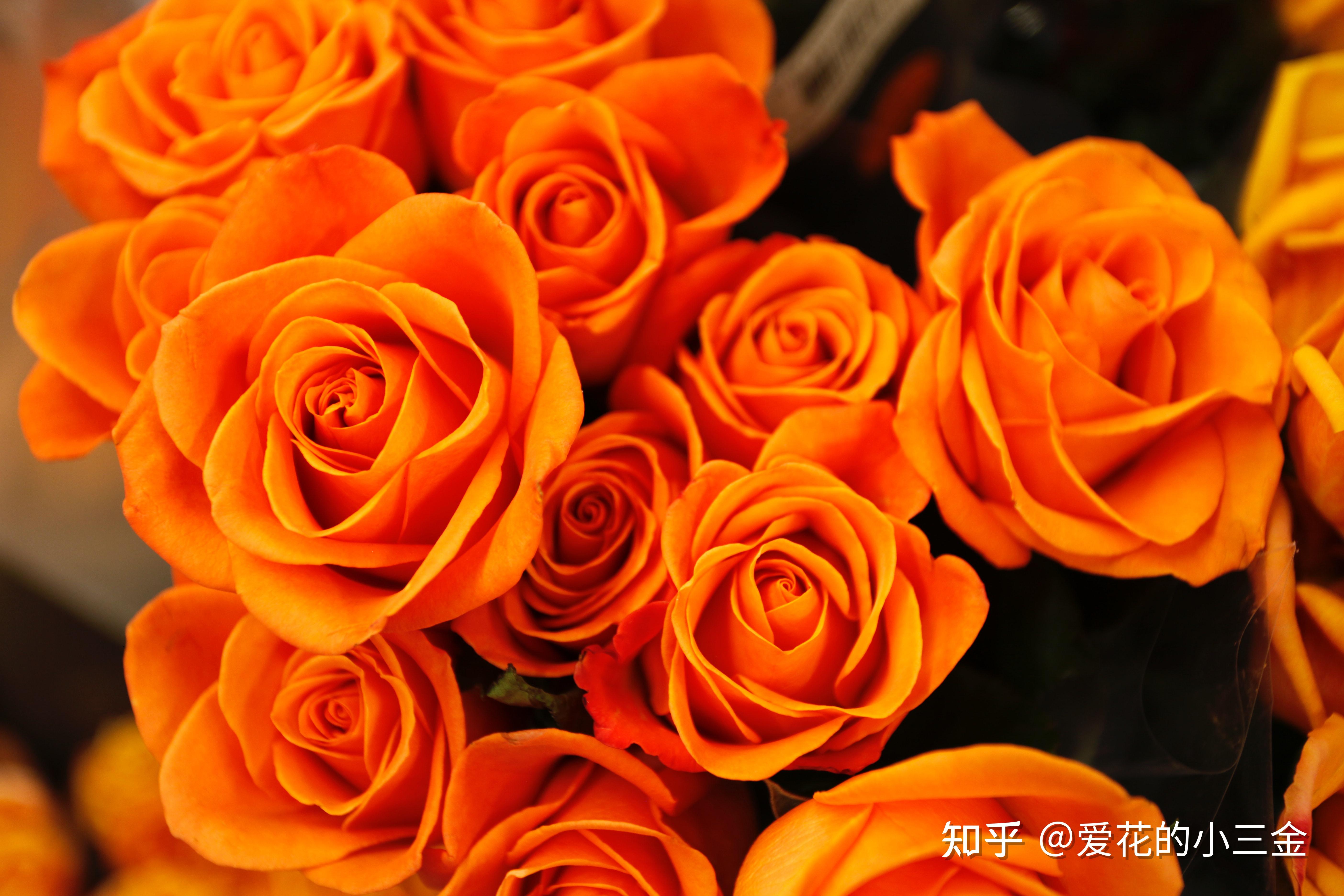 橙色玫瑰花色鲜明，带给我们满满的勇气与力量 知乎 