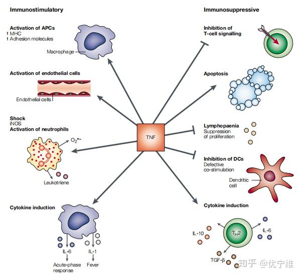 细胞因子的功能介绍&在疾病中的作用机制:炎症&自身免疫系统疾病&其他