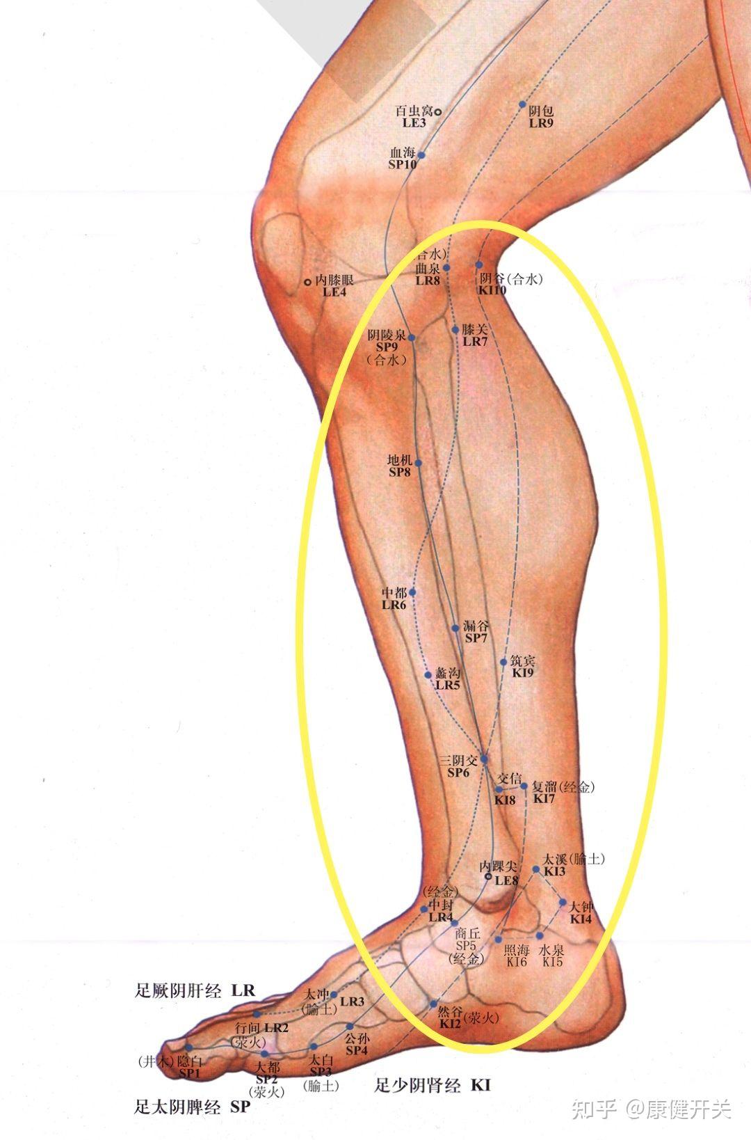 这三条经络从小腿内侧经过,并且这条经络与乳房关系密切