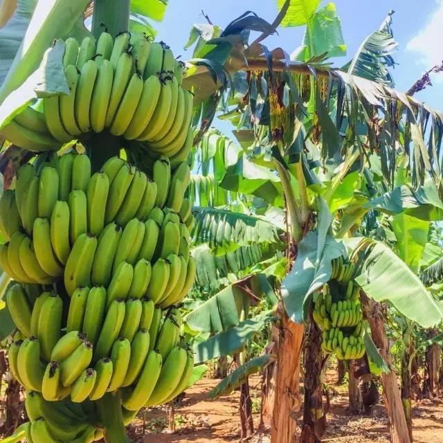 学生连搬到新农场,男生露宿香蕉林,蚊帐一挂呼呼大睡