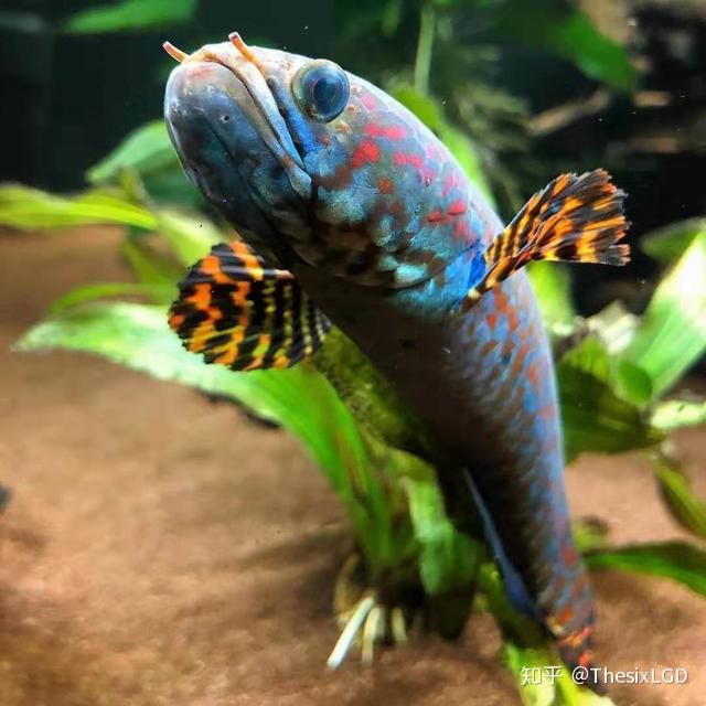 關於雷龍魚的飼養缸,多數的飼主為了能夠更好的觀賞