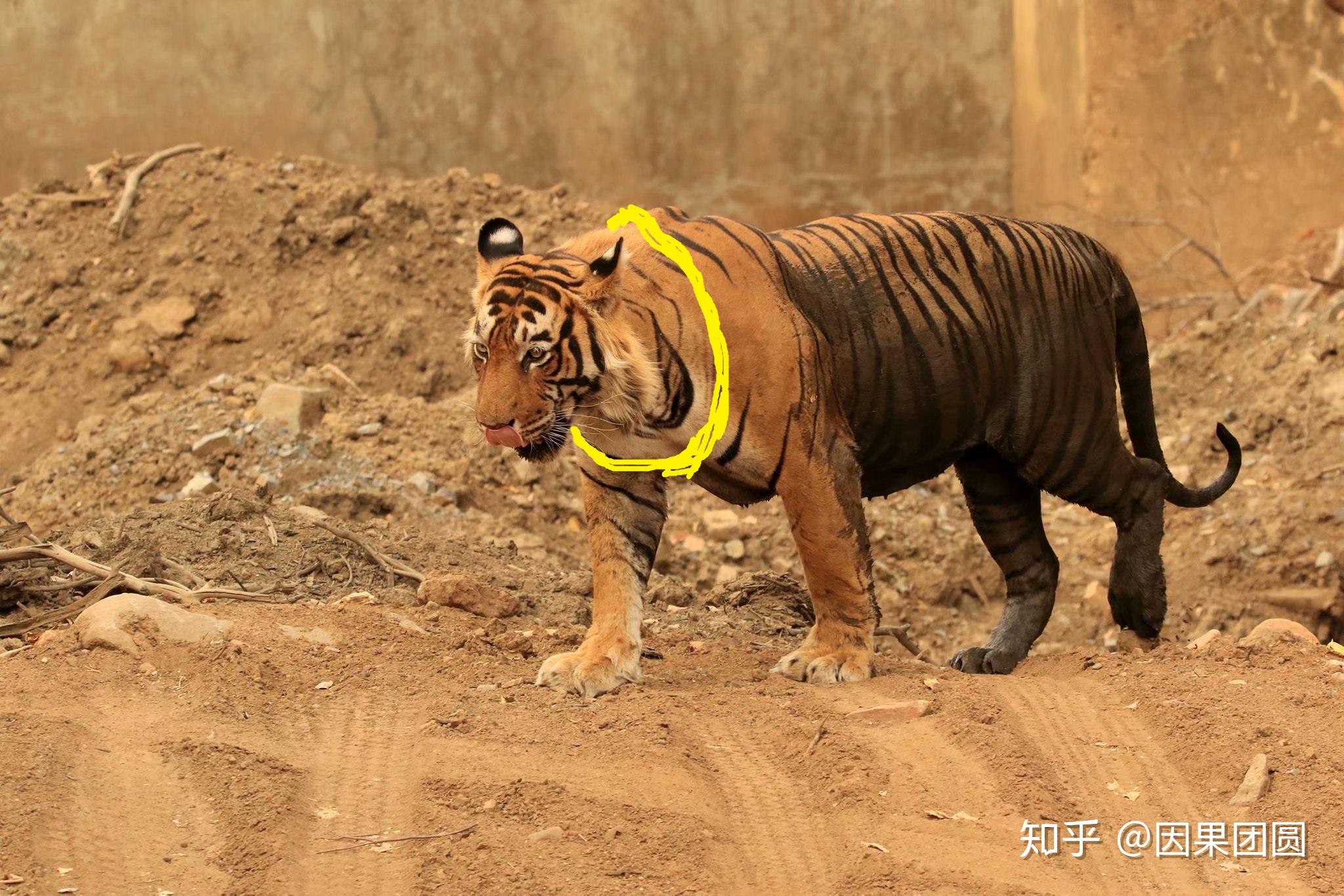 潘纳老虎专题从虎王曼德拉的体重240kg说起